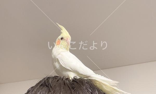 迷い鳥の写真
