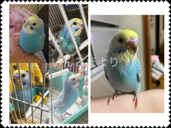 迷い鳥の写真