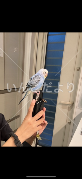 迷い鳥の写真