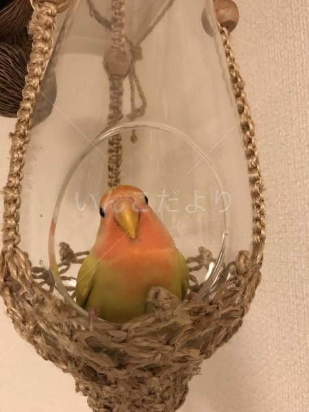 迷い鳥の写真