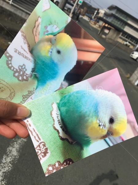 迷い鳥の写真
