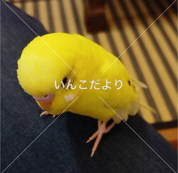 迷い鳥の写真