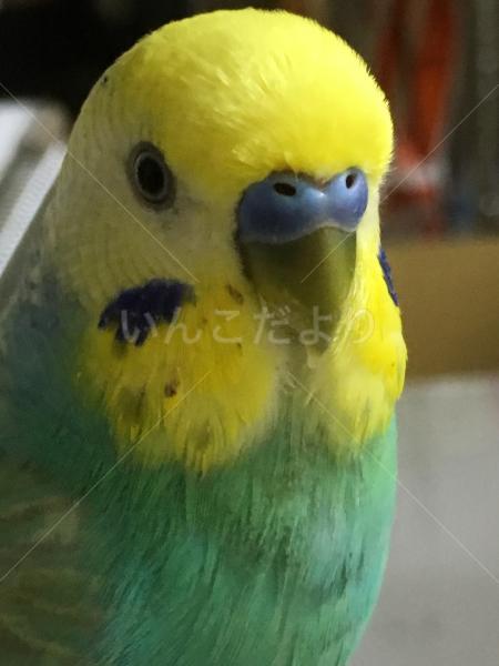 迷い鳥の写真