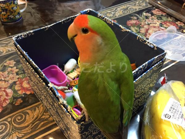 迷い鳥の写真