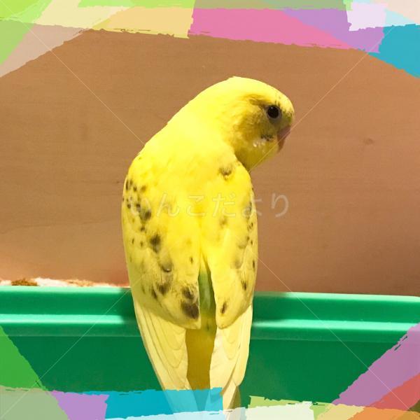 迷い鳥の写真