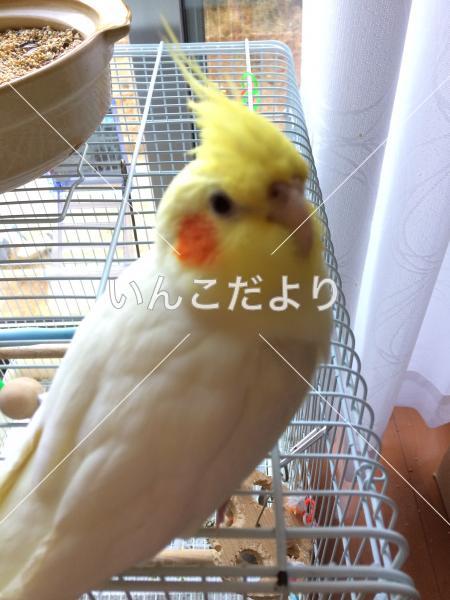 迷い鳥の写真