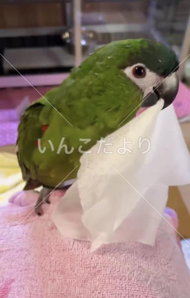 迷い鳥の写真