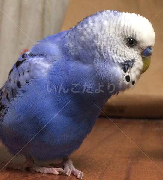 迷い鳥の写真