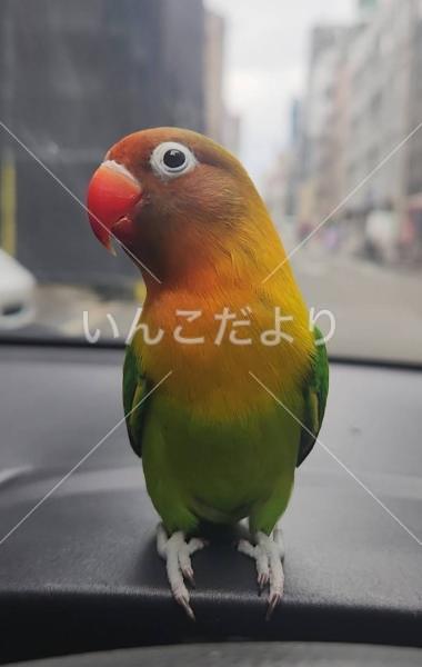 迷い鳥の写真