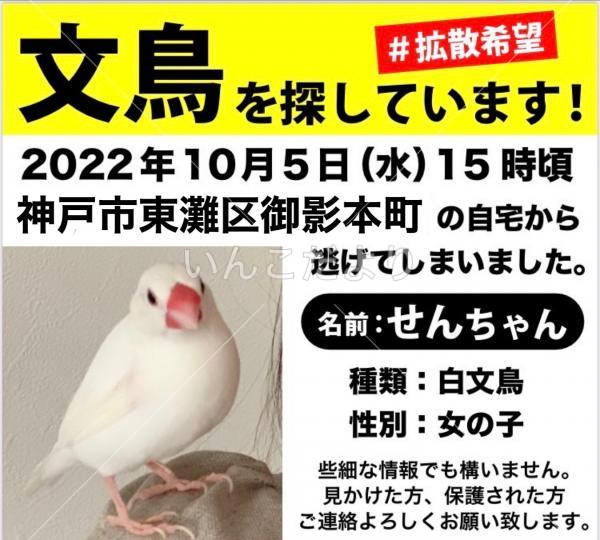迷い鳥の写真
