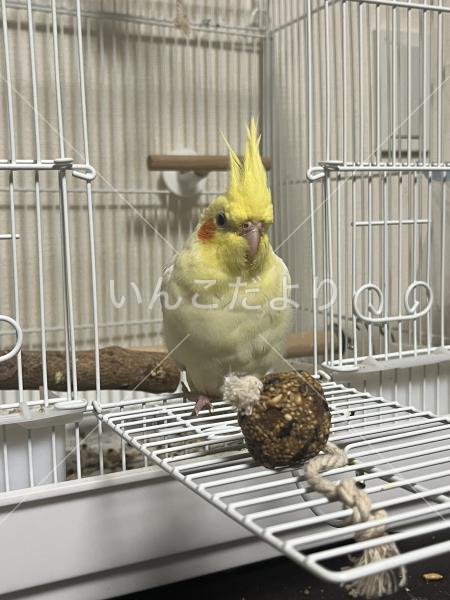 迷い鳥の写真