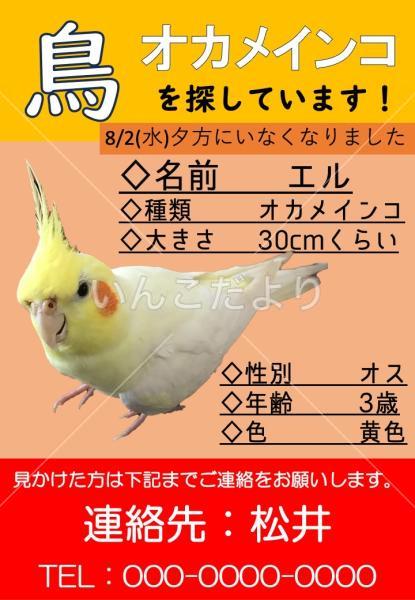 迷い鳥の写真