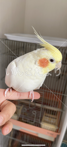 迷い鳥の写真