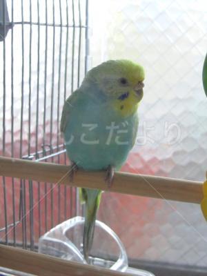 保護鳥の写真