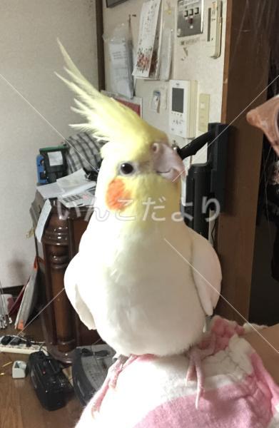 迷い鳥の写真