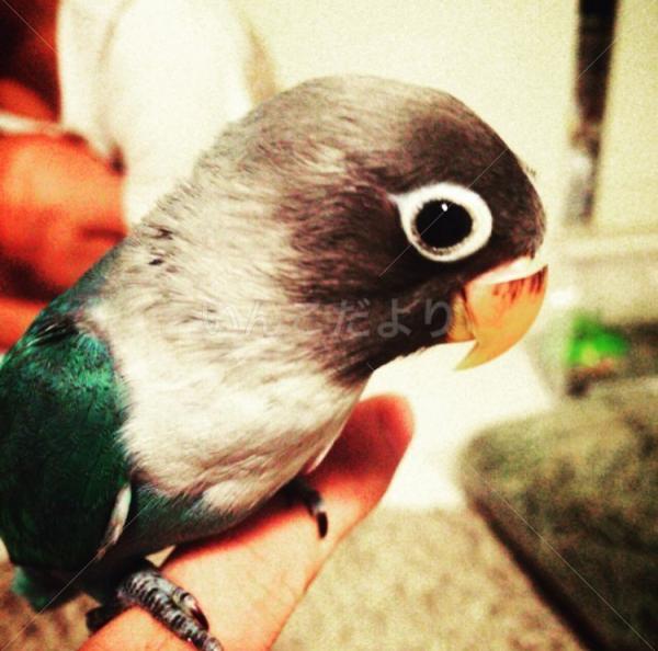 迷い鳥の写真