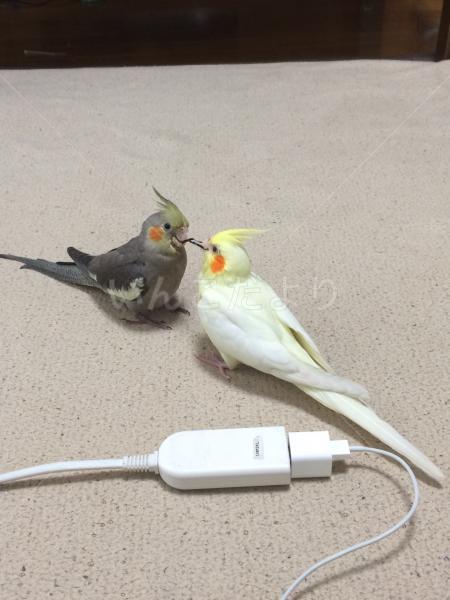 迷い鳥の写真