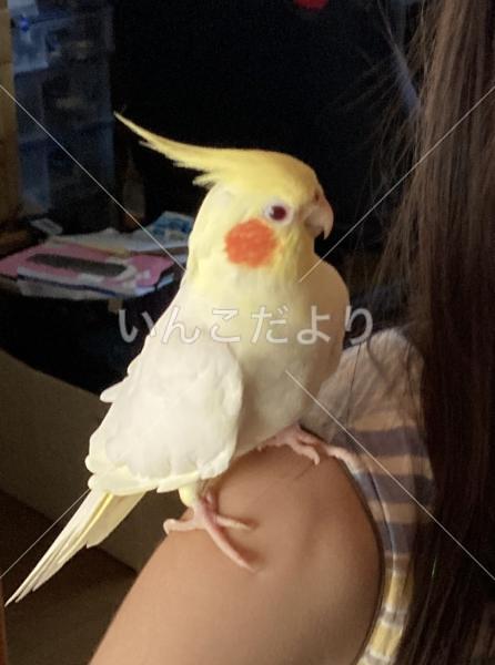 迷い鳥の写真