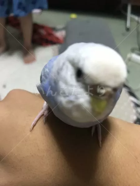 保護鳥の写真