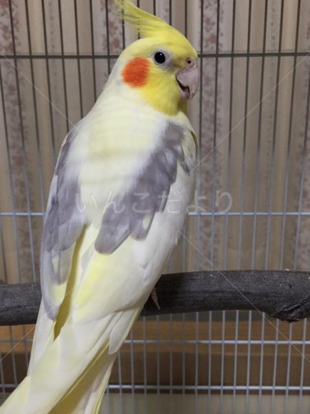 保護鳥の写真