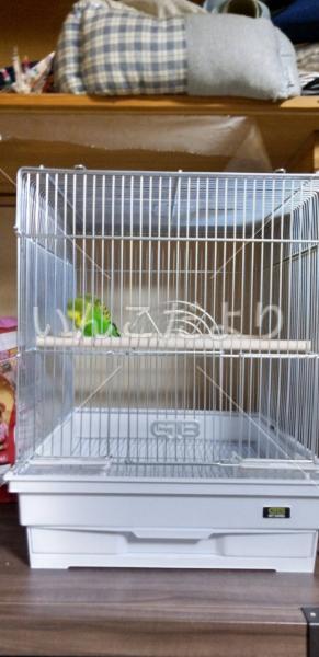 保護鳥の写真