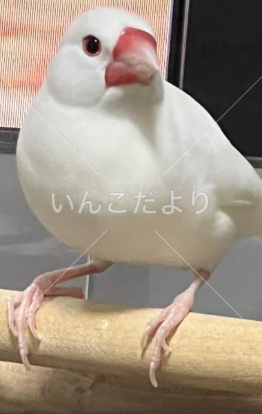 迷い鳥の写真