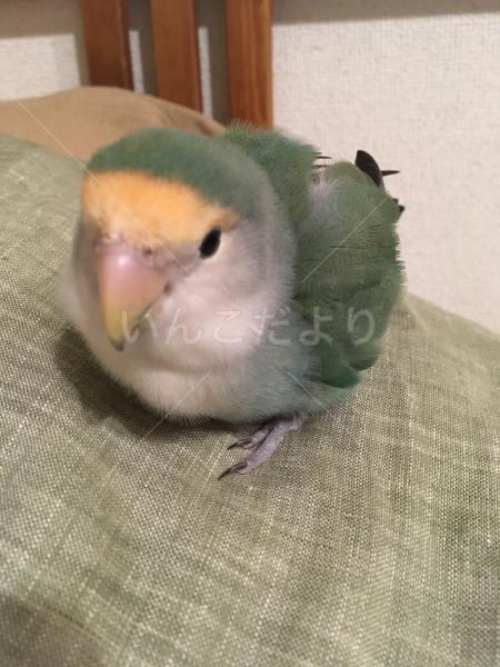 迷い鳥の写真