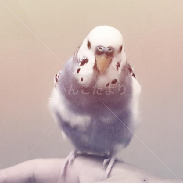保護鳥の写真