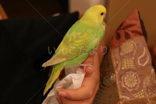 迷い鳥の写真