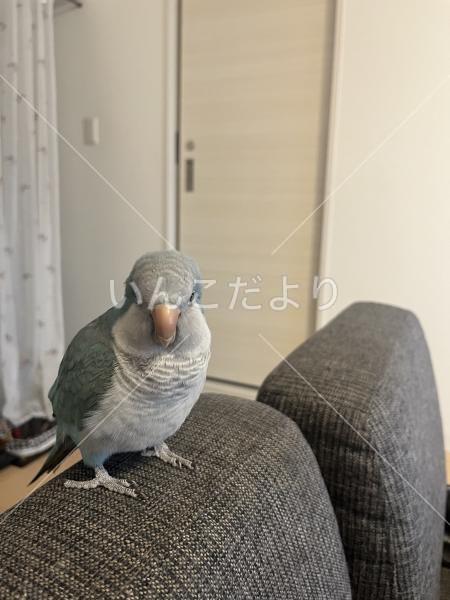 迷い鳥の写真