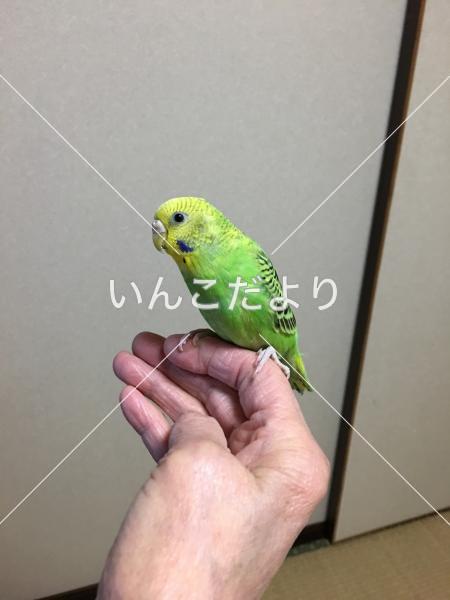 迷い鳥の写真