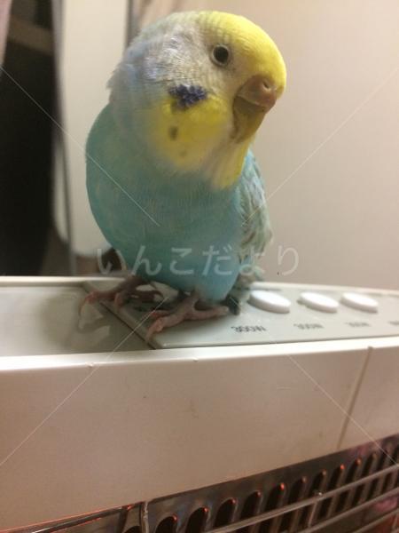 迷い鳥の写真