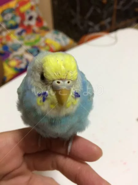 保護鳥の写真