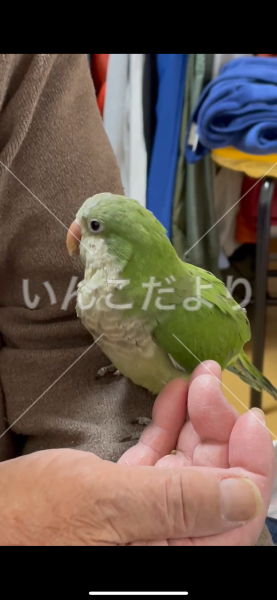 迷い鳥の写真