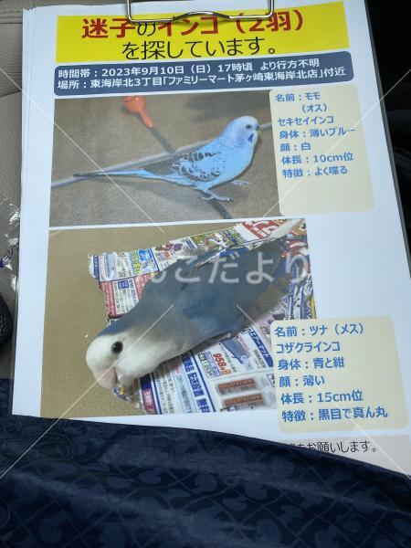 迷い鳥の写真