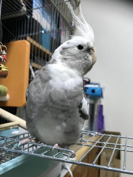 迷い鳥の写真