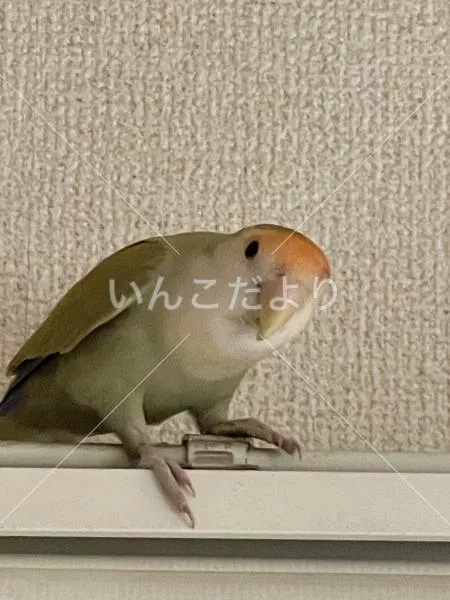 保護鳥の写真