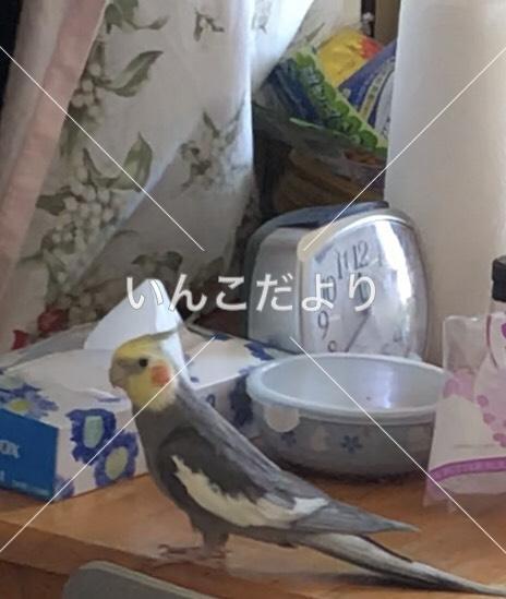 迷い鳥の写真