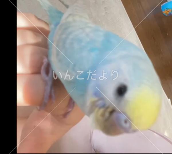 迷い鳥の写真