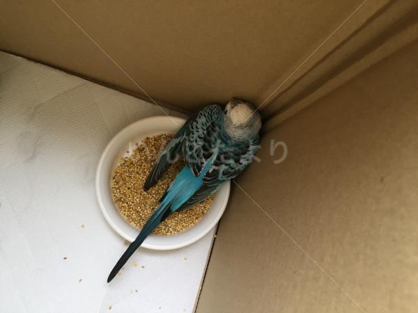 保護鳥の写真