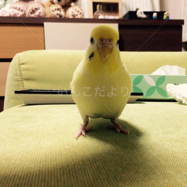 迷い鳥の写真