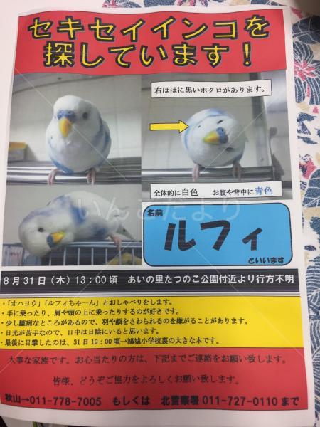 迷い鳥の写真