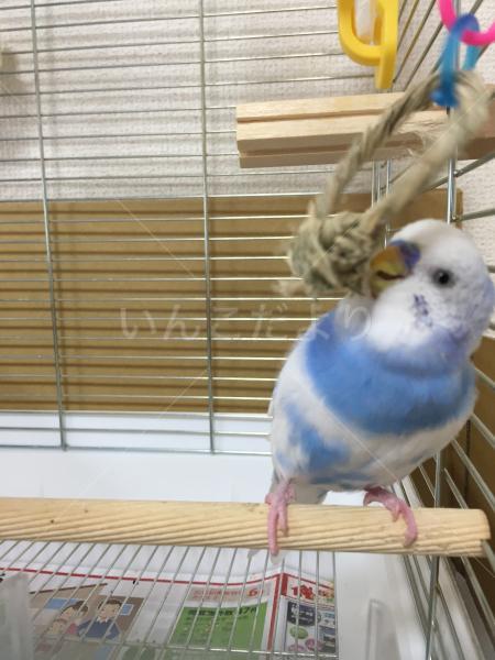 保護鳥の写真