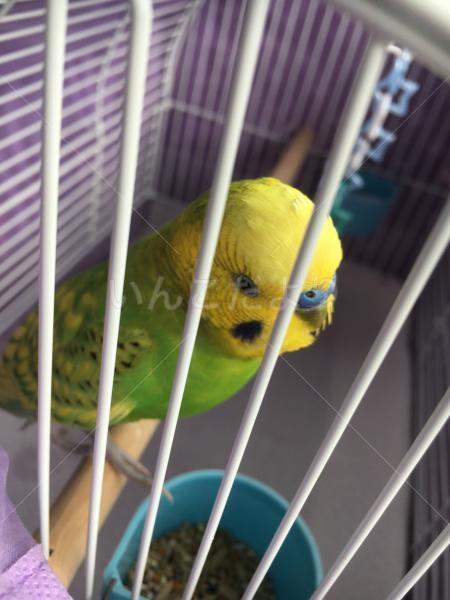 保護鳥の写真