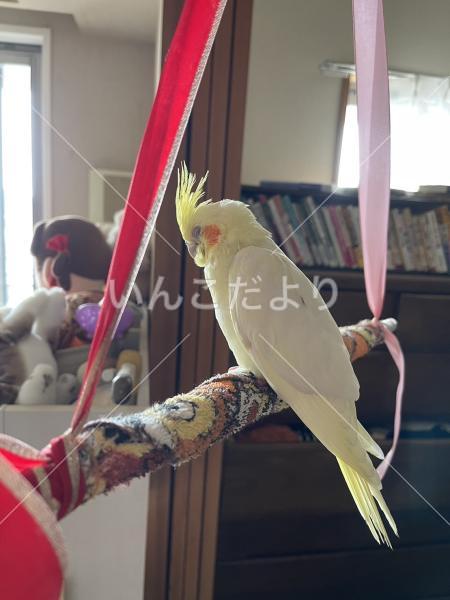 迷い鳥の写真