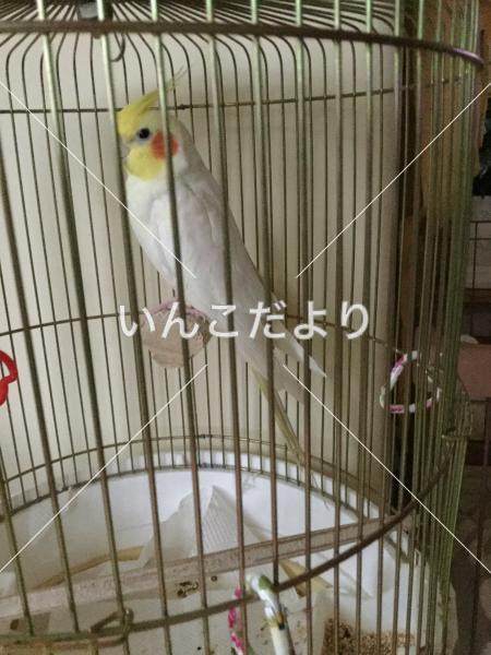 迷い鳥の写真