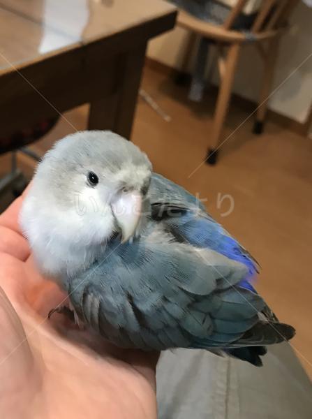 保護鳥の写真