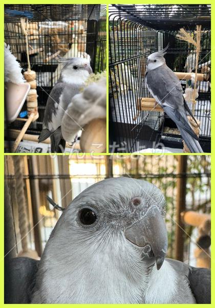迷い鳥の写真