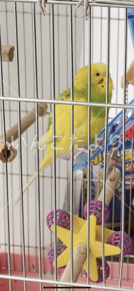 迷い鳥の写真