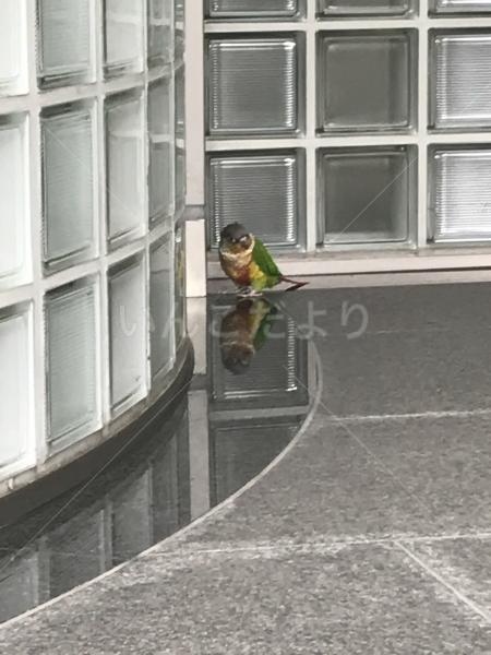 保護鳥の写真
